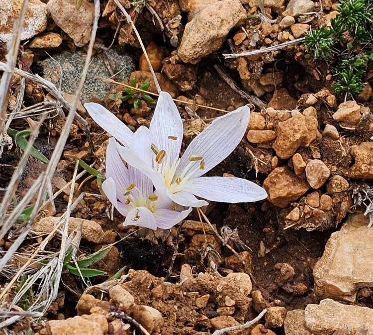 Colchicum burtii