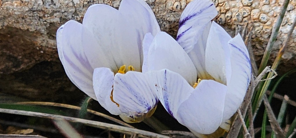 Crocus fleischeri