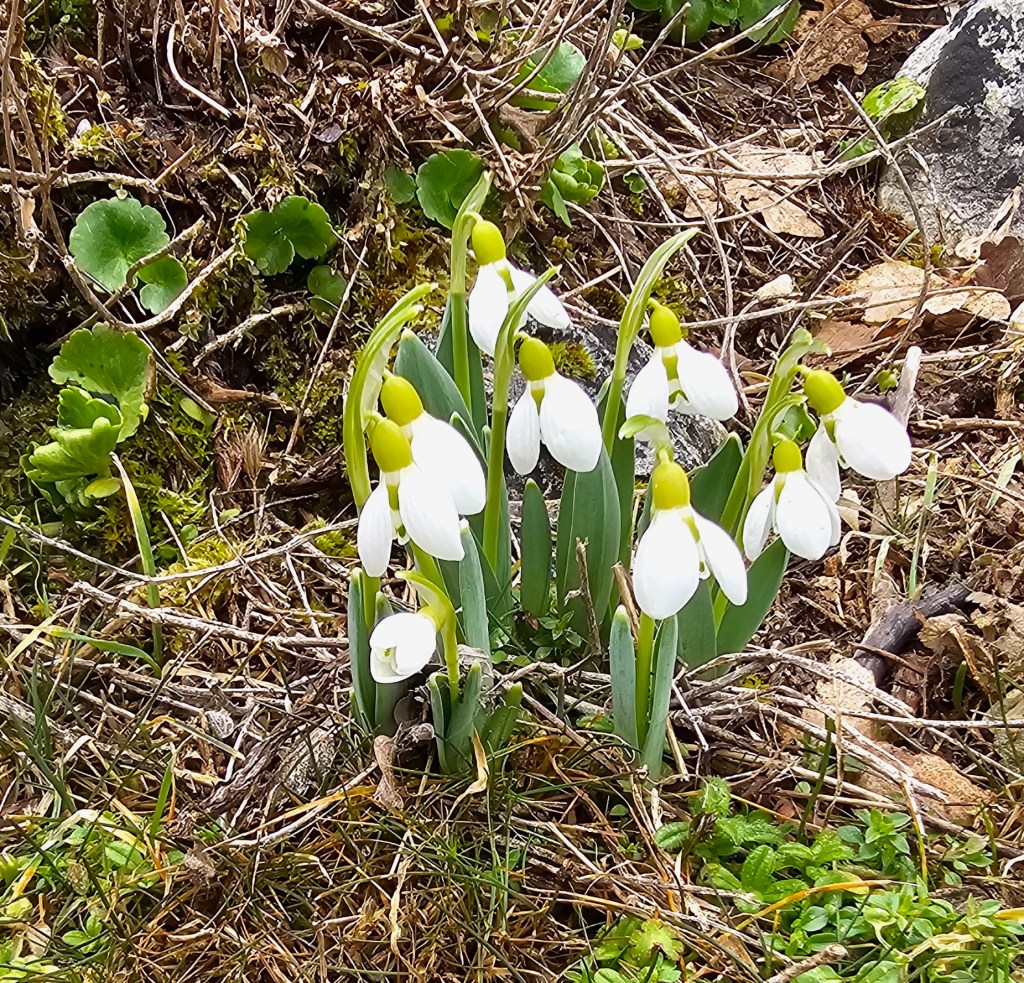 Galanthus in Lycia