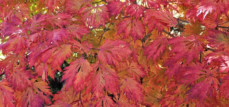Acer shirasawanum